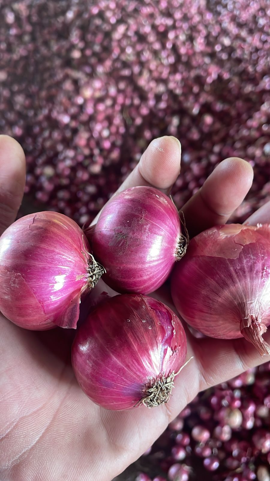 Onion